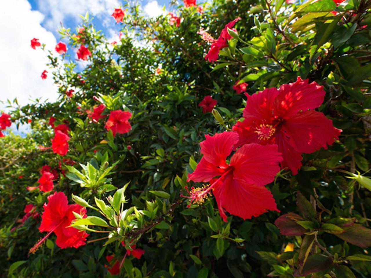 Sun Green Resort Hotel Ishigaki Ishigaki  Exterior photo